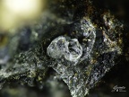 Phosgenite09, Menez Plom, Carnoet, Côtes-D'ArmorX3,6mm29ph