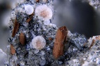 Hématite ou magnétite et enstatite + calcite Chatelaunoux 004-3a 1,7mm