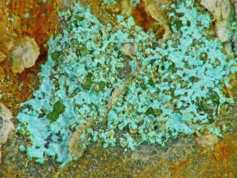 Olivenite zinciféreAMM1568, Puechiguier, Najac, AveyronX4,8mm54phCZ
