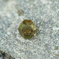 Pyrite, octaèdre tronqué, Trimouns, Luzenac, Ariège01X5,4mm56phCZ