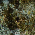 Pyrite, Sounion, Laurion, Grèce02X3,6mm49phZS