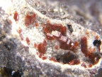 Olivin0950