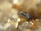 Pseudobrookit4050