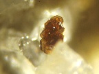 Pyrochlor0530
