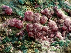 Ahlfeldite, El Dragon, Quijarro, Potosi, ChiliX4,2mm44ph
