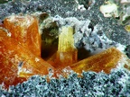 Bazhenovite, Lapanouse Est, Aveyron01X3,9mm51phHF