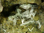 CalciteAMM2504, Nickenich Weinberg, Eifel, AllemagneX4,2mm67ph