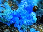 CyanotrichiteAMM1551, Valcroze, Alzon, GardX3,6m60phCZ