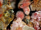 Erythrite, Ightem, Agdz, Drâa-Tafilalet, Maroc01X4,2mm31phCZ