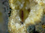 Hematite, Wannenkopfe, Ochtendung, Eifel AllemagneX4,8mm59phCZ