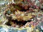 Peretaite, Pereta, Toscane, ItalieX4,8mm80phCZ