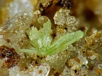 Pyromorphite, La Maladrerie, Villefranche-de-R., Aveyron02X3,9mm62phCZ2