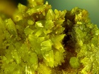 Pyromorphite, Montchonay, Les Ardillats, RhôneX6,1mm55phCZ