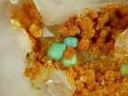 Turquoise, Beauvoir, Echassières, Allier03X3,6mm49phCZ